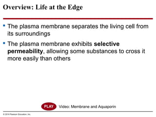 Biology in Focus Chapter 5 | PPT