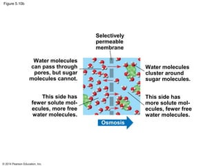 Biology in Focus Chapter 5 | PPT