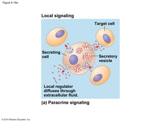 Biology in Focus Chapter 5 | PPT