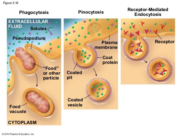 Biology in Focus Chapter 5