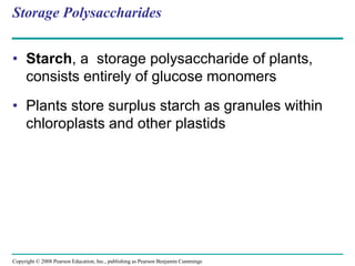 Storage Polysaccharides
• Starch, a storage polysaccharide of plants,
consists entirely of glucose monomers
• Plants store surplus starch as granules within
chloroplasts and other plastids
Copyright © 2008 Pearson Education, Inc., publishing as Pearson Benjamin Cummings
 