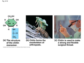 Fig. 5-10
The structure
of the chitin
monomer.
(a) (b) (c)
Chitin forms the
exoskeleton of
arthropods.
Chitin is used to make
a strong and flexible
surgical thread.
 