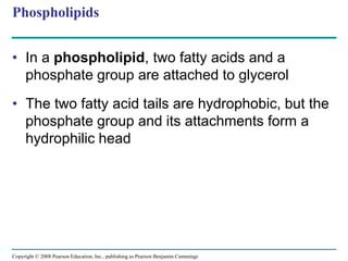 Phospholipids
• In a phospholipid, two fatty acids and a
phosphate group are attached to glycerol
• The two fatty acid tails are hydrophobic, but the
phosphate group and its attachments form a
hydrophilic head
Copyright © 2008 Pearson Education, Inc., publishing as Pearson Benjamin Cummings
 