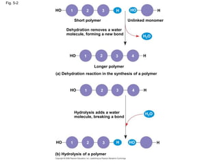 Fig. 5-2
Short polymer
HO 1 2 3 H HO H
Unlinked monomer
Dehydration removes a water
molecule, forming a new bond
HO
H2O
H
1 2 3 4
Longer polymer
(a) Dehydration reaction in the synthesis of a polymer
HO 1 2 3 4 H
H2O
Hydrolysis adds a water
molecule, breaking a bond
HO H
H HO
1 2 3
(b) Hydrolysis of a polymer
 