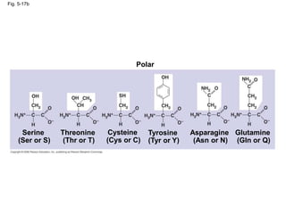 Fig. 5-17b
Polar
Asparagine
(Asn or N)
Glutamine
(Gln or Q)
Serine
(Ser or S)
Threonine
(Thr or T)
Cysteine
(Cys or C)
Tyrosine
(Tyr or Y)
 