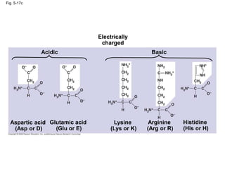 Fig. 5-17c
Acidic
Arginine
(Arg or R)
Histidine
(His or H)
Aspartic acid
(Asp or D)
Glutamic acid
(Glu or E)
Lysine
(Lys or K)
Basic
Electrically
charged
 
