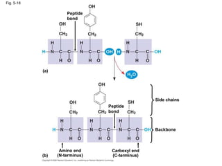 Peptide
bond
Fig. 5-18
Amino end
(N-terminus)
Peptide
bond
Side chains
Backbone
Carboxyl end
(C-terminus)
(a)
(b)
 