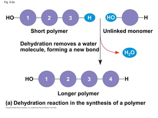 Fig. 5-2a
Dehydration removes a water
molecule, forming a new bond
Short polymer Unlinked monomer
Longer polymer
Dehydration reaction in the synthesis of a polymer
HO
HO
HO
H2O
H
H
H
4
3
2
1
1 2 3
(a)
 