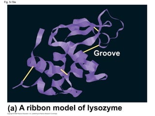 Fig. 5-19a
A ribbon model of lysozyme
(a)
Groove
 