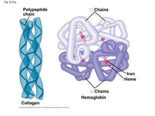 Fig. 5-21g
Polypeptide
chain
Chains
Heme
Iron
Chains
Collagen
Hemoglobin
 