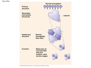 Fig. 5-22a
Primary
structure
Secondary
and tertiary
structures
Function
Quaternary
structure
Molecules do
not associate
with one
another; each
carries oxygen.
Normal
hemoglobin
(top view)
subunit
Normal hemoglobin
7
6
5
4
3
2
1
Glu
Val His Leu Thr Pro Glu
 