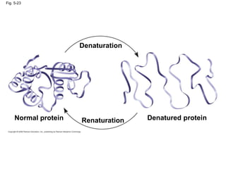 Fig. 5-23
Normal protein Denatured protein
Denaturation
Renaturation
 