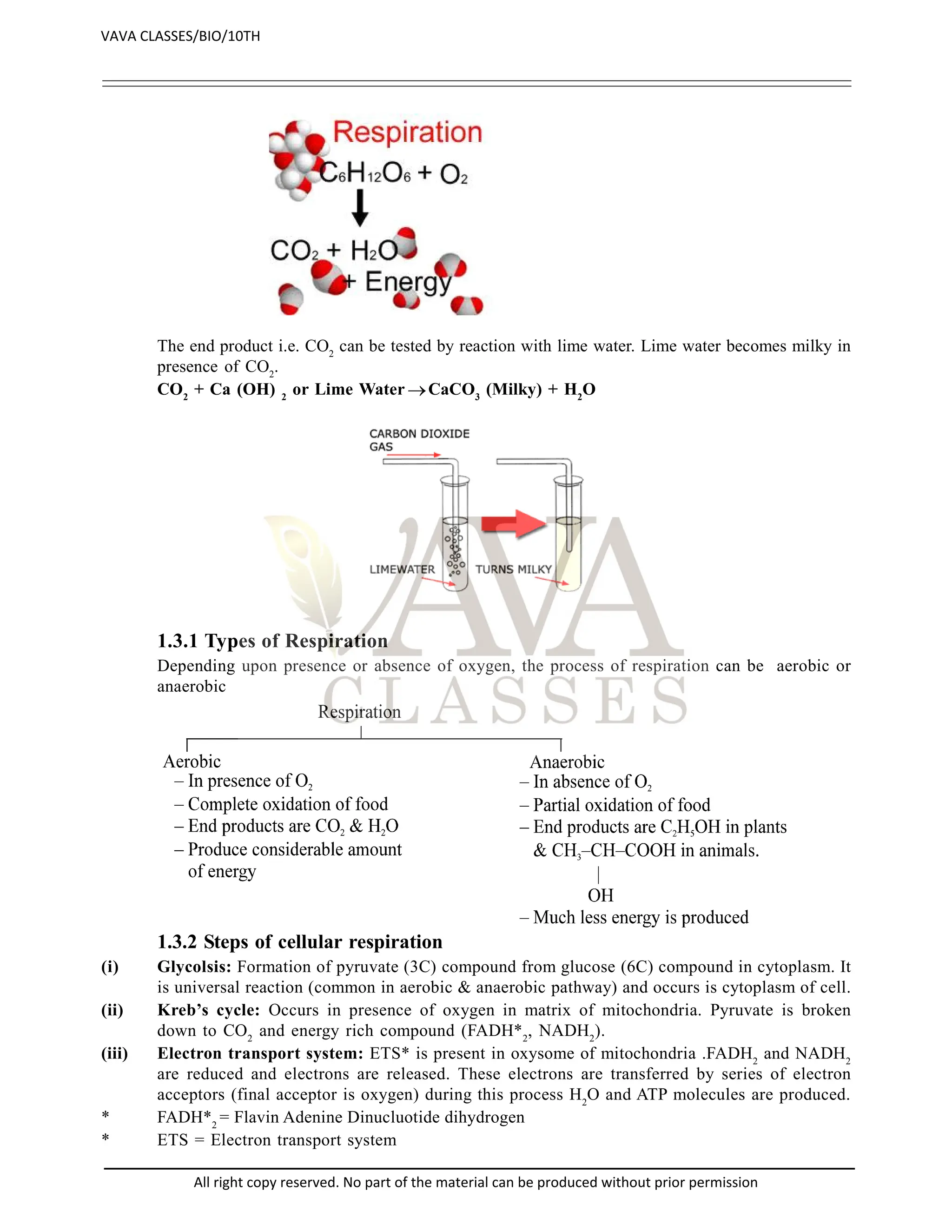 The end product i.e. CO2
can be tested by reaction with lime water. Lime water becomes milky in
presence of CO2
.
CO2
+ Ca (OH) 2
or Lime Water CaCO3
(Milky) + H2
O
1.3.1 Types of Respiration
Depending upon presence or absence of oxygen, the process of respiration can be aerobic or
anaerobic
1.3.2 Steps of cellular respiration
(i) Glycolsis: Formation of pyruvate (3C) compound from glucose (6C) compound in cytoplasm. It
is universal reaction (common in aerobic & anaerobic pathway) and occurs is cytoplasm of cell.
(ii) Kreb’s cycle: Occurs in presence of oxygen in matrix of mitochondria. Pyruvate is broken
down to CO2
and energy rich compound (FADH*2
, NADH2
).
(iii) Electron transport system: ETS* is present in oxysome of mitochondria .FADH2
and NADH2
are reduced and electrons are released. These electrons are transferred by series of electron
acceptors (final acceptor is oxygen) during this process H2
O and ATP molecules are produced.
* FADH*2
= Flavin Adenine Dinucluotide dihydrogen
* ETS = Electron transport system
VAVA CLASSES/BIO/10TH
All right copy reserved. No part of the material can be produced without prior permission
 