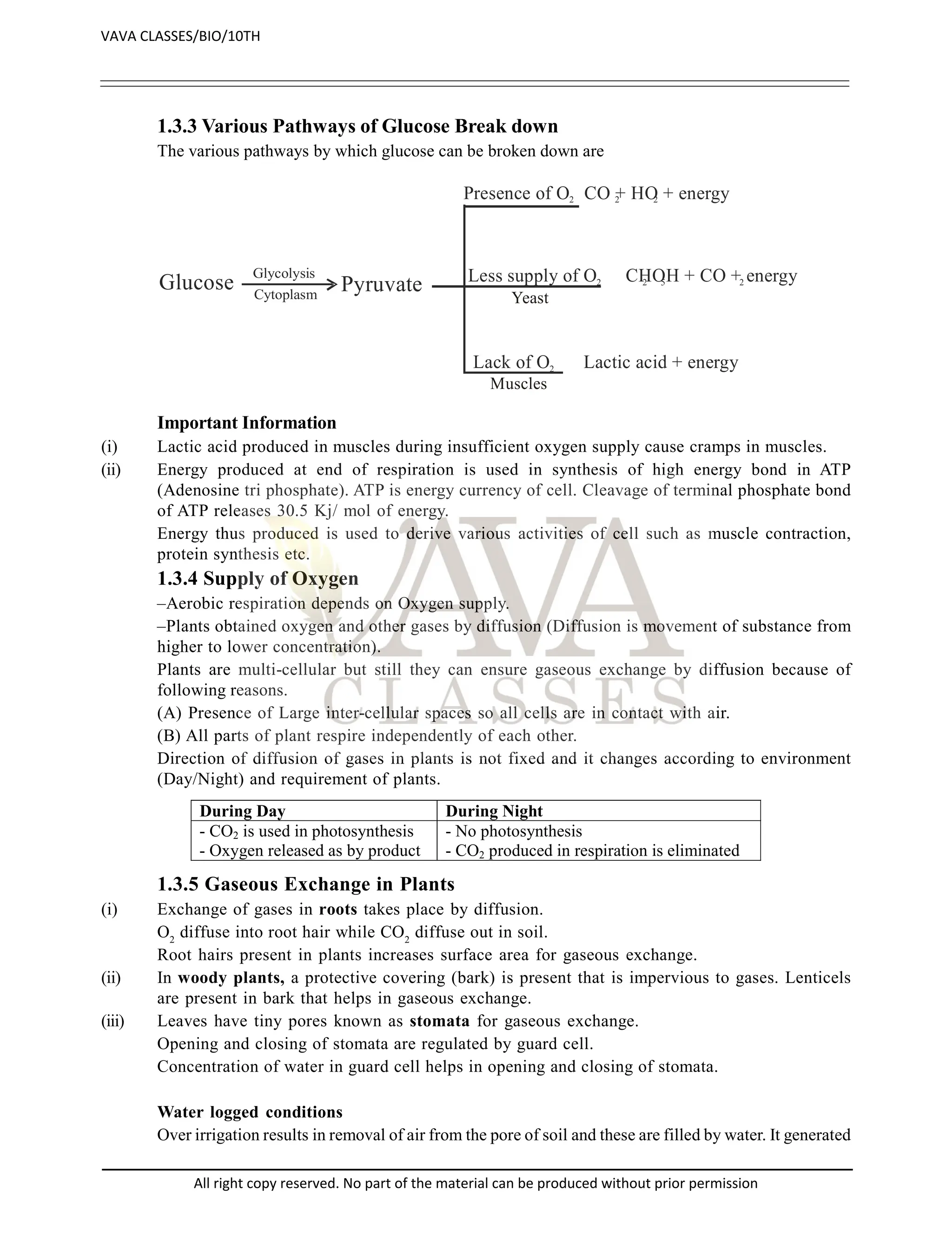 1.3.3 Various Pathways of Glucose Break down
The various pathways by which glucose can be broken down are
Glucose
Glycolysis
Cytoplasm
Pyruvate
Presence of O CO + HO + energy
2 2 2
Less supply of O CHOH + CO + energy
2 2 5 2
Lack of O Lactic acid + energy
2
Yeast
Muscles
Important Information
(i) Lactic acid produced in muscles during insufficient oxygen supply cause cramps in muscles.
(ii) Energy produced at end of respiration is used in synthesis of high energy bond in ATP
(Adenosine tri phosphate). ATP is energy currency of cell. Cleavage of terminal phosphate bond
of ATP releases 30.5 Kj/ mol of energy.
Energy thus produced is used to derive various activities of cell such as muscle contraction,
protein synthesis etc.
1.3.4 Supply of Oxygen
–Aerobic respiration depends on Oxygen supply.
–Plants obtained oxygen and other gases by diffusion (Diffusion is movement of substance from
higher to lower concentration).
Plants are multi-cellular but still they can ensure gaseous exchange by diffusion because of
following reasons.
(A) Presence of Large inter-cellular spaces so all cells are in contact with air.
(B) All parts of plant respire independently of each other.
Direction of diffusion of gases in plants is not fixed and it changes according to environment
(Day/Night) and requirement of plants.
During Day During Night
- CO2 is used in photosynthesis
- Oxygen released as by product
- No photosynthesis
- CO2 produced in respiration is eliminated
1.3.5 Gaseous Exchange in Plants
(i) Exchange of gases in roots takes place by diffusion.
O2
diffuse into root hair while CO2
diffuse out in soil.
Root hairs present in plants increases surface area for gaseous exchange.
(ii) In woody plants, a protective covering (bark) is present that is impervious to gases. Lenticels
are present in bark that helps in gaseous exchange.
(iii) Leaves have tiny pores known as stomata for gaseous exchange.
Opening and closing of stomata are regulated by guard cell.
Concentration of water in guard cell helps in opening and closing of stomata.
Water logged conditions
Over irrigation results in removal of air from the pore of soil and these are filled by water. It generated
VAVA CLASSES/BIO/10TH
All right copy reserved. No part of the material can be produced without prior permission
 