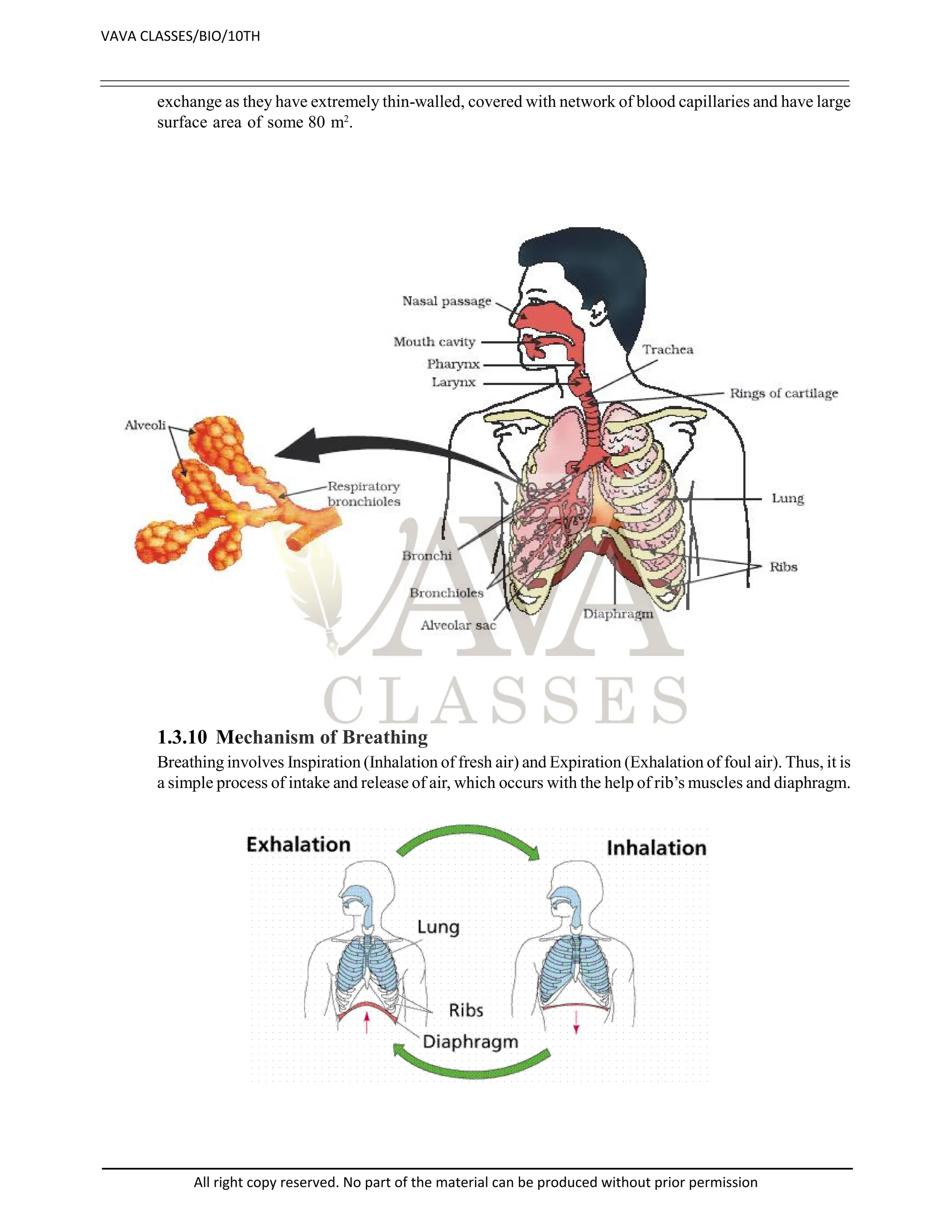 exchange as they have extremely thin-walled, covered with network of blood capillaries and have large
surface area of some 80 m2
.
1.3.10 Mechanism of Breathing
Breathing involves Inspiration (Inhalation of fresh air) and Expiration (Exhalation of foul air). Thus, it is
a simple process of intake and release of air, which occurs with the help of rib’s muscles and diaphragm.
VAVA CLASSES/BIO/10TH
All right copy reserved. No part of the material can be produced without prior permission
 