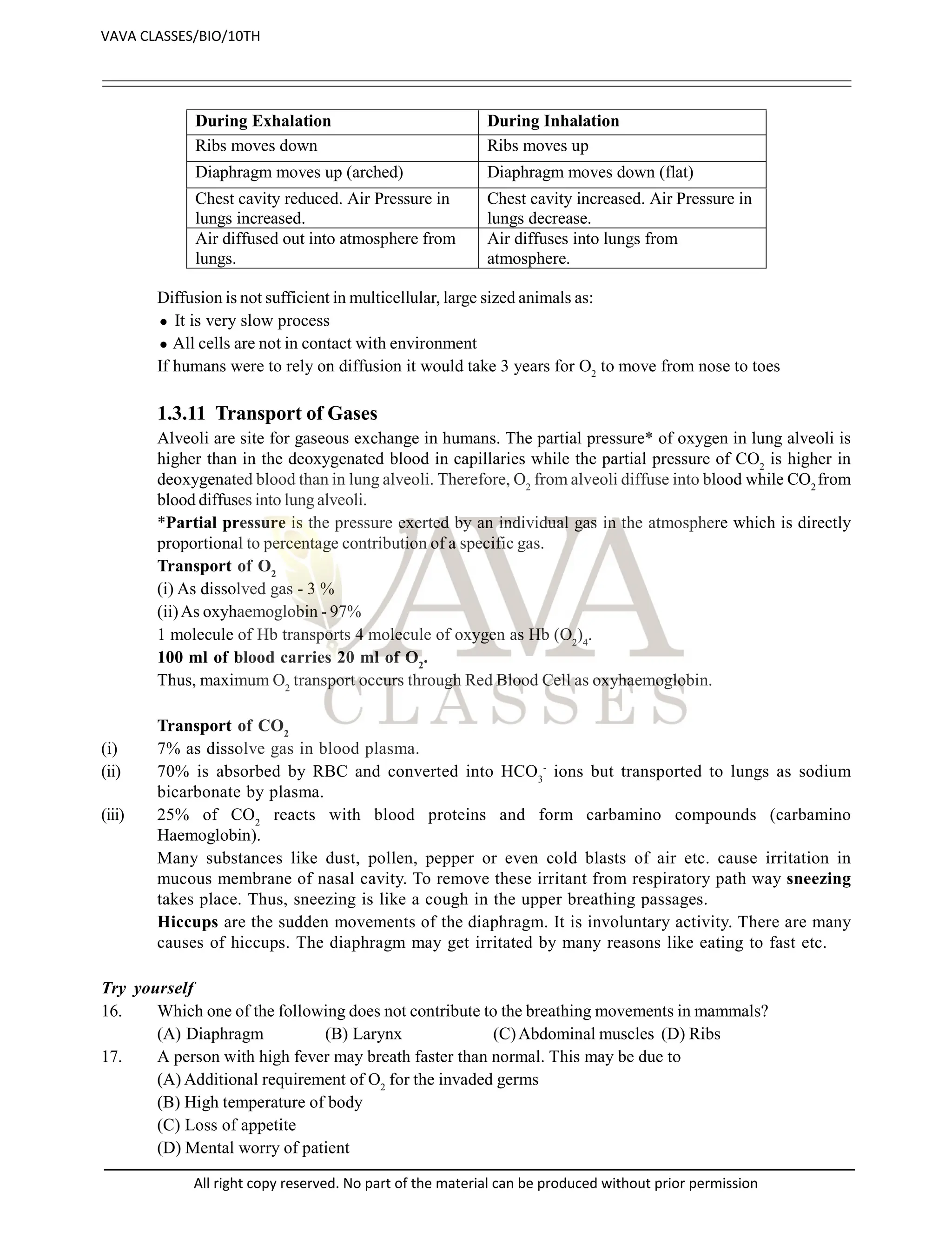 During Exhalation During Inhalation
Ribs moves down Ribs moves up
Diaphragm moves up (arched) Diaphragm moves down (flat)
Chest cavity reduced. Air Pressure in
lungs increased.
Chest cavity increased. Air Pressure in
lungs decrease.
Air diffused out into atmosphere from
lungs.
Air diffuses into lungs from
atmosphere.
Diffusion is not sufficient in multicellular, large sized animals as:
 It is very slow process
 All cells are not in contact with environment
If humans were to rely on diffusion it would take 3 years for O2
to move from nose to toes
1.3.11 Transport of Gases
Alveoli are site for gaseous exchange in humans. The partial pressure* of oxygen in lung alveoli is
higher than in the deoxygenated blood in capillaries while the partial pressure of CO2
is higher in
deoxygenated blood than in lung alveoli. Therefore, O2
from alveoli diffuse into blood while CO2
from
blood diffuses into lung alveoli.
*Partial pressure is the pressure exerted by an individual gas in the atmosphere which is directly
proportional to percentage contribution of a specific gas.
Transport of O2
(i) As dissolved gas - 3 %
(ii)As oxyhaemoglobin - 97%
1 molecule of Hb transports 4 molecule of oxygen as Hb (O2
)4
.
100 ml of blood carries 20 ml of O2
.
Thus, maximum O2
transport occurs through Red Blood Cell as oxyhaemoglobin.
Transport of CO2
(i) 7% as dissolve gas in blood plasma.
(ii) 70% is absorbed by RBC and converted into HCO3
-
ions but transported to lungs as sodium
bicarbonate by plasma.
(iii) 25% of CO2
reacts with blood proteins and form carbamino compounds (carbamino
Haemoglobin).
Many substances like dust, pollen, pepper or even cold blasts of air etc. cause irritation in
mucous membrane of nasal cavity. To remove these irritant from respiratory path way sneezing
takes place. Thus, sneezing is like a cough in the upper breathing passages.
Hiccups are the sudden movements of the diaphragm. It is involuntary activity. There are many
causes of hiccups. The diaphragm may get irritated by many reasons like eating to fast etc.
Try yourself
16. Which one of the following does not contribute to the breathing movements in mammals?
(A) Diaphragm (B) Larynx (C)Abdominal muscles (D) Ribs
17. A person with high fever may breath faster than normal. This may be due to
(A) Additional requirement of O2
for the invaded germs
(B) High temperature of body
(C) Loss of appetite
(D) Mental worry of patient
VAVA CLASSES/BIO/10TH
All right copy reserved. No part of the material can be produced without prior permission
 