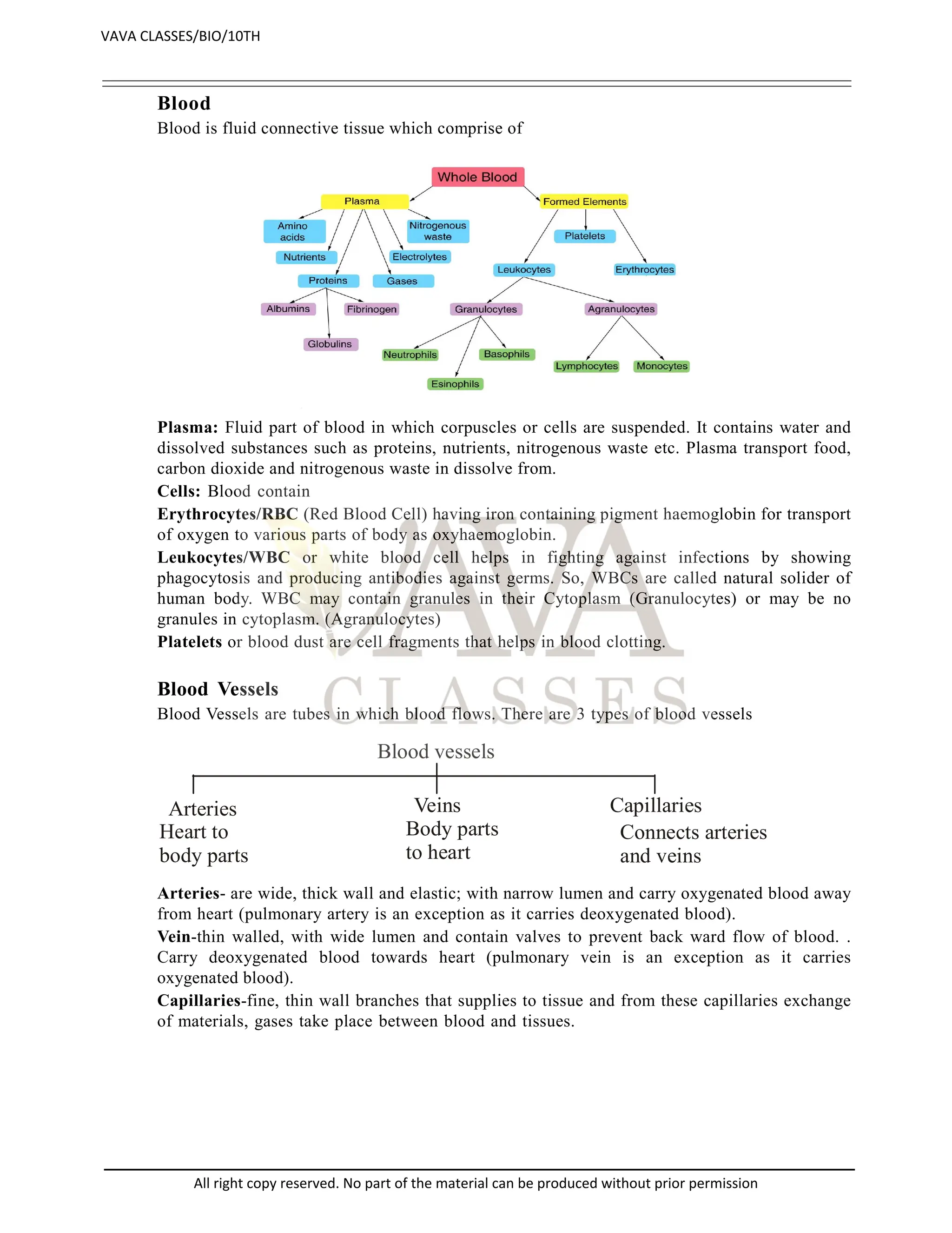 Blood
Blood is fluid connective tissue which comprise of
Plasma: Fluid part of blood in which corpuscles or cells are suspended. It contains water and
dissolved substances such as proteins, nutrients, nitrogenous waste etc. Plasma transport food,
carbon dioxide and nitrogenous waste in dissolve from.
Cells: Blood contain
Erythrocytes/RBC (Red Blood Cell) having iron containing pigment haemoglobin for transport
of oxygen to various parts of body as oxyhaemoglobin.
Leukocytes/WBC or white blood cell helps in fighting against infections by showing
phagocytosis and producing antibodies against germs. So, WBCs are called natural solider of
human body. WBC may contain granules in their Cytoplasm (Granulocytes) or may be no
granules in cytoplasm. (Agranulocytes)
Platelets or blood dust are cell fragments that helps in blood clotting.
Blood Vessels
Blood Vessels are tubes in which blood flows. There are 3 types of blood vessels
Blood vessels
Arteries Veins Capillaries
Heart to
body parts
Body parts
to heart
Connects arteries
and veins
Arteries- are wide, thick wall and elastic; with narrow lumen and carry oxygenated blood away
from heart (pulmonary artery is an exception as it carries deoxygenated blood).
Vein-thin walled, with wide lumen and contain valves to prevent back ward flow of blood. .
Carry deoxygenated blood towards heart (pulmonary vein is an exception as it carries
oxygenated blood).
Capillaries-fine, thin wall branches that supplies to tissue and from these capillaries exchange
of materials, gases take place between blood and tissues.
VAVA CLASSES/BIO/10TH
All right copy reserved. No part of the material can be produced without prior permission
 