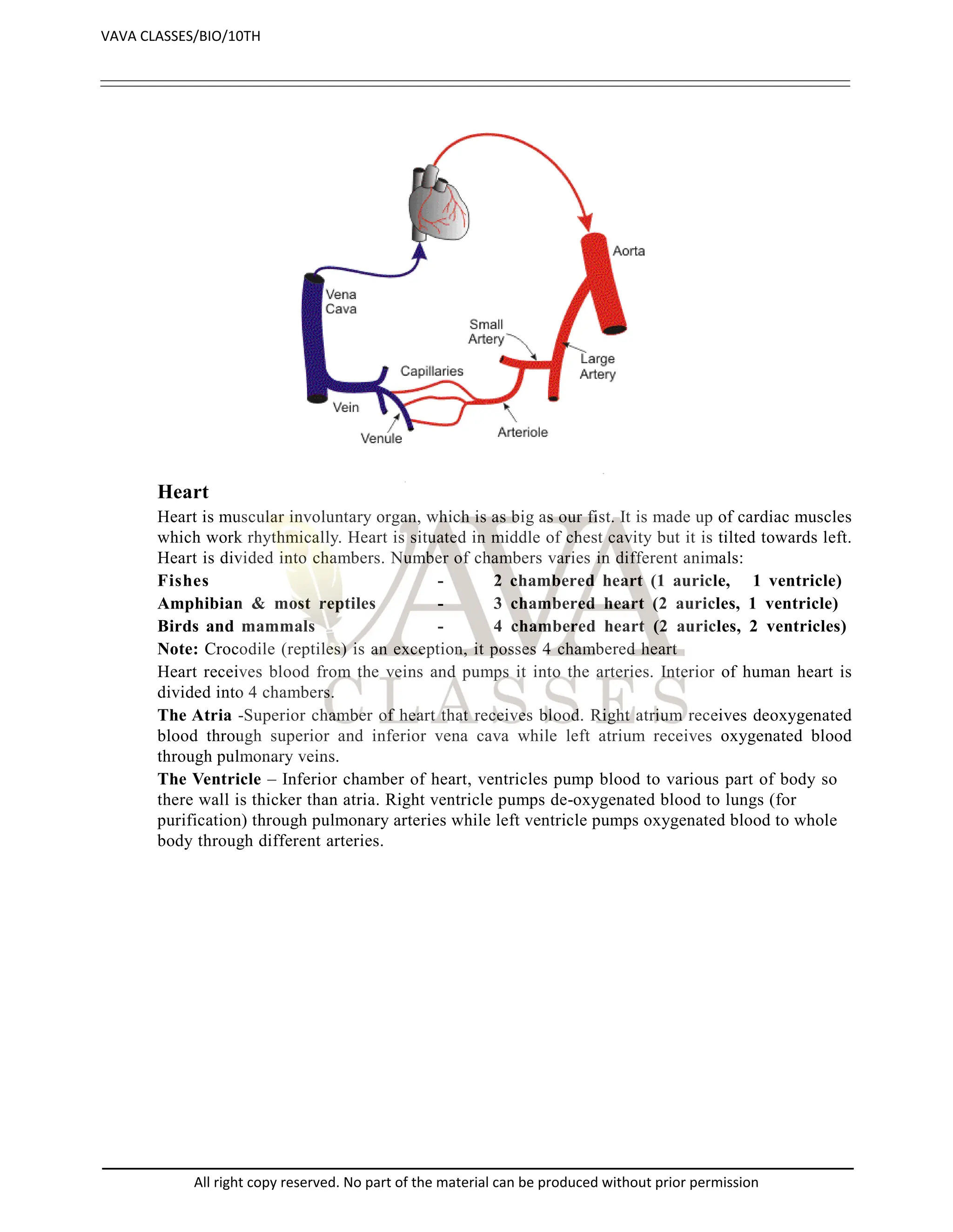 Heart
Heart is muscular involuntary organ, which is as big as our fist. It is made up of cardiac muscles
which work rhythmically. Heart is situated in middle of chest cavity but it is tilted towards left.
Heart is divided into chambers. Number of chambers varies in different animals:
Fishes - 2 chambered heart (1 auricle, 1 ventricle)
Amphibian & most reptiles - 3 chambered heart (2 auricles, 1 ventricle)
Birds and mammals - 4 chambered heart (2 auricles, 2 ventricles)
Note: Crocodile (reptiles) is an exception, it posses 4 chambered heart
Heart receives blood from the veins and pumps it into the arteries. Interior of human heart is
divided into 4 chambers.
The Atria -Superior chamber of heart that receives blood. Right atrium receives deoxygenated
blood through superior and inferior vena cava while left atrium receives oxygenated blood
through pulmonary veins.
The Ventricle – Inferior chamber of heart, ventricles pump blood to various part of body so
there wall is thicker than atria. Right ventricle pumps de-oxygenated blood to lungs (for
purification) through pulmonary arteries while left ventricle pumps oxygenated blood to whole
body through different arteries.
VAVA CLASSES/BIO/10TH
All right copy reserved. No part of the material can be produced without prior permission
 