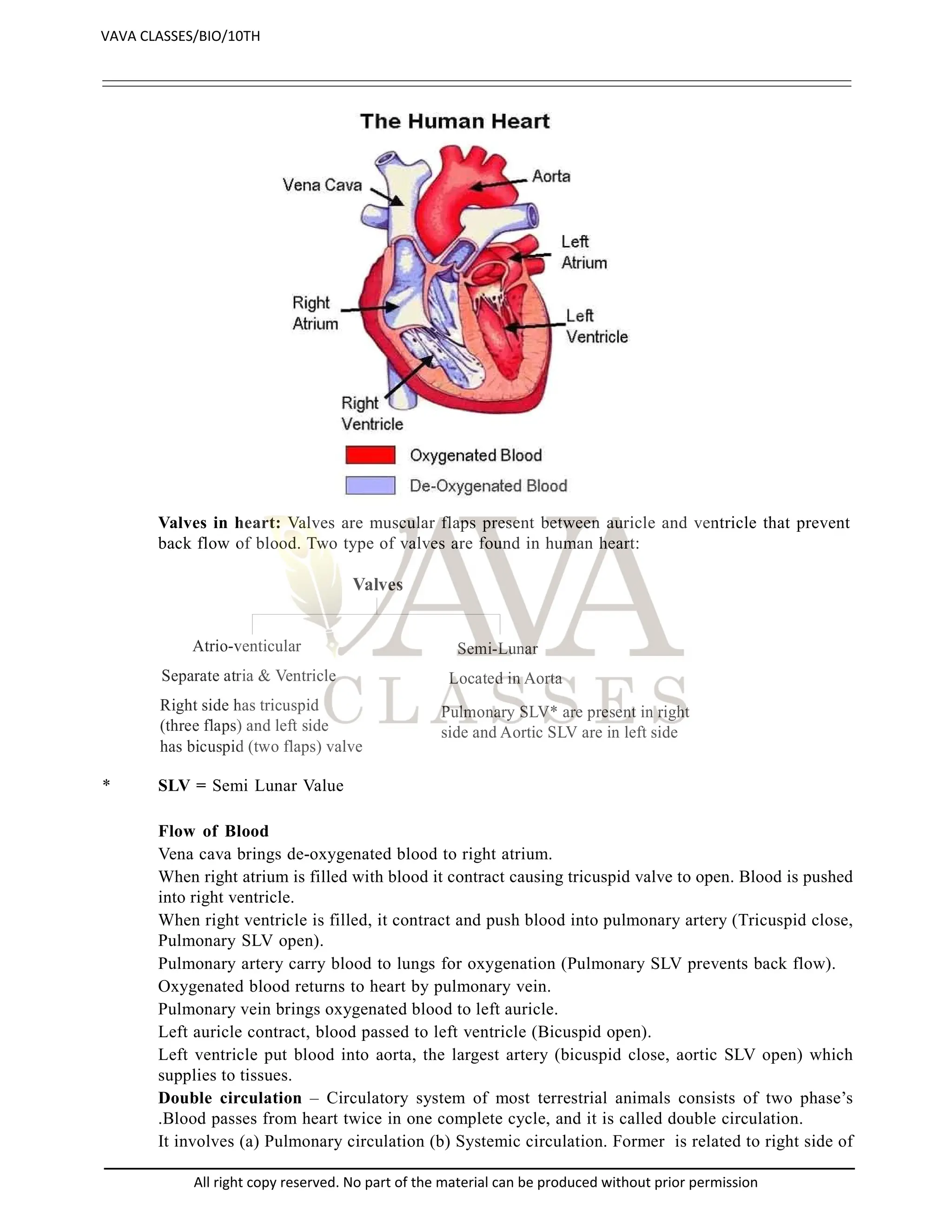 Valves in heart: Valves are muscular flaps present between auricle and ventricle that prevent
back flow of blood. Two type of valves are found in human heart:
Valves
Atrio-venticular Semi-Lunar
Separate atria & Ventricle Located in Aorta
Right side has tricuspid
(three flaps) and left side
has bicuspid (two flaps) valve
Pulmonary SLV* are present in right
side and Aortic SLV are in left side
* SLV = Semi Lunar Value
Flow of Blood
Vena cava brings de-oxygenated blood to right atrium.
When right atrium is filled with blood it contract causing tricuspid valve to open. Blood is pushed
into right ventricle.
When right ventricle is filled, it contract and push blood into pulmonary artery (Tricuspid close,
Pulmonary SLV open).
Pulmonary artery carry blood to lungs for oxygenation (Pulmonary SLV prevents back flow).
Oxygenated blood returns to heart by pulmonary vein.
Pulmonary vein brings oxygenated blood to left auricle.
Left auricle contract, blood passed to left ventricle (Bicuspid open).
Left ventricle put blood into aorta, the largest artery (bicuspid close, aortic SLV open) which
supplies to tissues.
Double circulation – Circulatory system of most terrestrial animals consists of two phase’s
.Blood passes from heart twice in one complete cycle, and it is called double circulation.
It involves (a) Pulmonary circulation (b) Systemic circulation. Former is related to right side of
VAVA CLASSES/BIO/10TH
All right copy reserved. No part of the material can be produced without prior permission
 