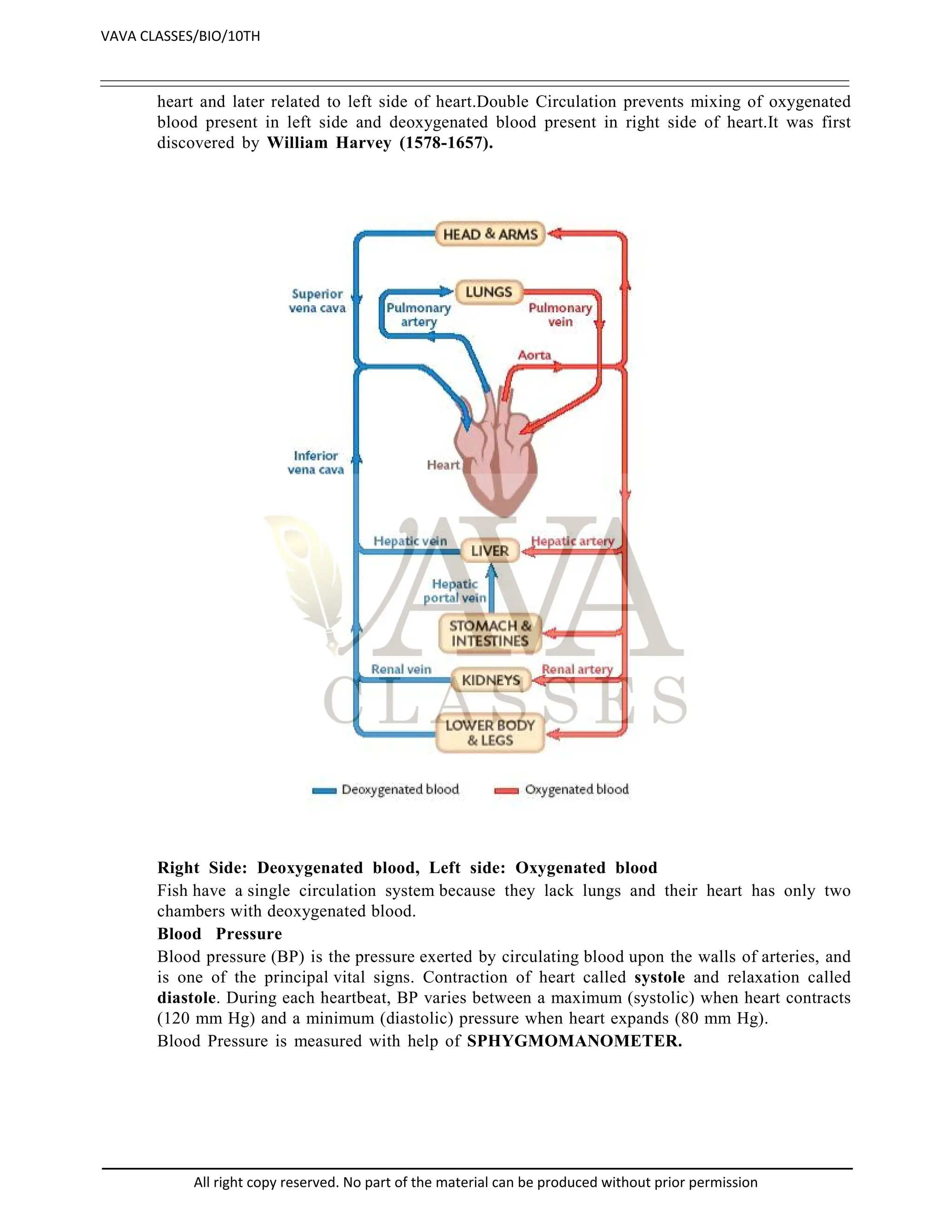 heart and later related to left side of heart.Double Circulation prevents mixing of oxygenated
blood present in left side and deoxygenated blood present in right side of heart.It was first
discovered by William Harvey (1578-1657).
Right Side: Deoxygenated blood, Left side: Oxygenated blood
Fish have a single circulation system because they lack lungs and their heart has only two
chambers with deoxygenated blood.
Blood Pressure
Blood pressure (BP) is the pressure exerted by circulating blood upon the walls of arteries, and
is one of the principal vital signs. Contraction of heart called systole and relaxation called
diastole. During each heartbeat, BP varies between a maximum (systolic) when heart contracts
(120 mm Hg) and a minimum (diastolic) pressure when heart expands (80 mm Hg).
Blood Pressure is measured with help of SPHYGMOMANOMETER.
VAVA CLASSES/BIO/10TH
All right copy reserved. No part of the material can be produced without prior permission
 
