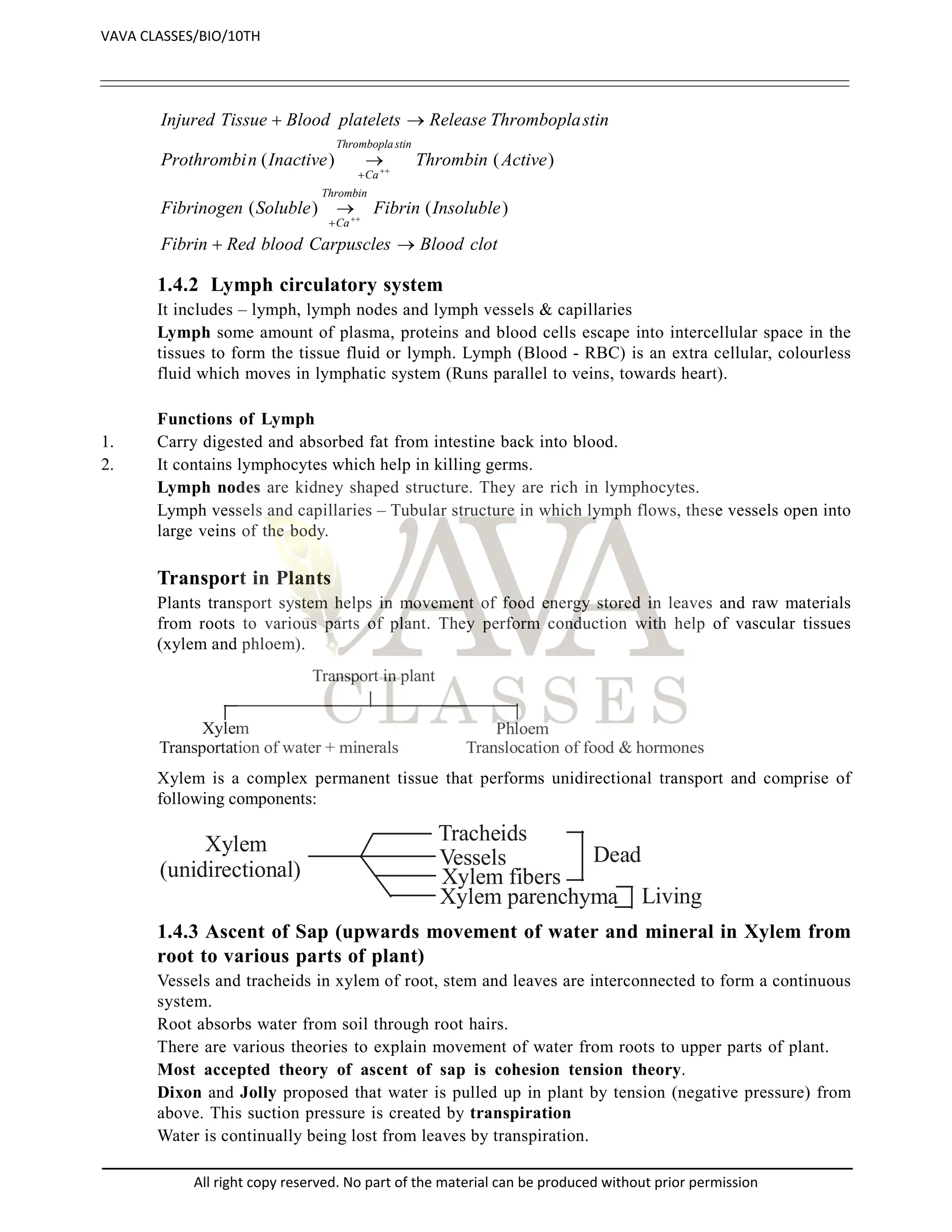 clot
Blood
Carpuscles
blood
Red
Fibrin
Insoluble
Fibrin
Soluble
Fibrinogen
Active
Thrombin
Inactive
n
Prothrombi
stin
Thrombopla
Release
platelets
Blood
Tissue
Injured
Thrombin
Ca
stin
Thrombopla
Ca












)
(
)
(
)
(
)
(
1.4.2 Lymph circulatory system
It includes – lymph, lymph nodes and lymph vessels & capillaries
Lymph some amount of plasma, proteins and blood cells escape into intercellular space in the
tissues to form the tissue fluid or lymph. Lymph (Blood - RBC) is an extra cellular, colourless
fluid which moves in lymphatic system (Runs parallel to veins, towards heart).
Functions of Lymph
1. Carry digested and absorbed fat from intestine back into blood.
2. It contains lymphocytes which help in killing germs.
Lymph nodes are kidney shaped structure. They are rich in lymphocytes.
Lymph vessels and capillaries – Tubular structure in which lymph flows, these vessels open into
large veins of the body.
Transport in Plants
Plants transport system helps in movement of food energy stored in leaves and raw materials
from roots to various parts of plant. They perform conduction with help of vascular tissues
(xylem and phloem).
Xylem
Transportation of water + minerals
Phloem
Translocation of food & hormones
Transport in plant
Xylem is a complex permanent tissue that performs unidirectional transport and comprise of
following components:
Xylem
(unidirectional)
Tracheids
Vessels Dead
Xylem fibers
Xylem parenchyma Living
1.4.3 Ascent of Sap (upwards movement of water and mineral in Xylem from
root to various parts of plant)
Vessels and tracheids in xylem of root, stem and leaves are interconnected to form a continuous
system.
Root absorbs water from soil through root hairs.
There are various theories to explain movement of water from roots to upper parts of plant.
Most accepted theory of ascent of sap is cohesion tension theory.
Dixon and Jolly proposed that water is pulled up in plant by tension (negative pressure) from
above. This suction pressure is created by transpiration
Water is continually being lost from leaves by transpiration.
VAVA CLASSES/BIO/10TH
All right copy reserved. No part of the material can be produced without prior permission
 