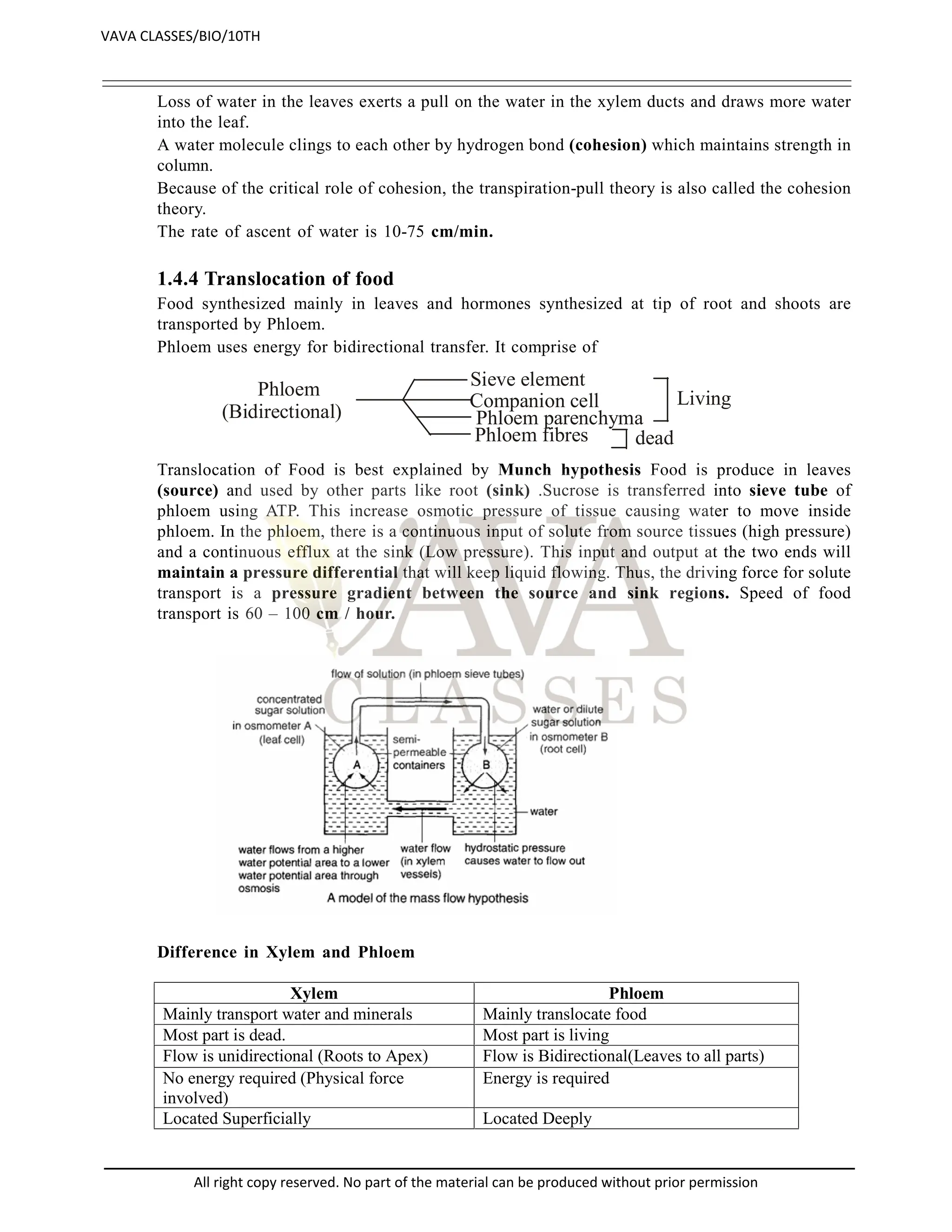 Loss of water in the leaves exerts a pull on the water in the xylem ducts and draws more water
into the leaf.
A water molecule clings to each other by hydrogen bond (cohesion) which maintains strength in
column.
Because of the critical role of cohesion, the transpiration-pull theory is also called the cohesion
theory.
The rate of ascent of water is 10-75 cm/min.
1.4.4 Translocation of food
Food synthesized mainly in leaves and hormones synthesized at tip of root and shoots are
transported by Phloem.
Phloem uses energy for bidirectional transfer. It comprise of
Phloem
(Bidirectional)
Sieve element
Companion cell Living
Phloem parenchyma
Phloem fibres dead
Translocation of Food is best explained by Munch hypothesis Food is produce in leaves
(source) and used by other parts like root (sink) .Sucrose is transferred into sieve tube of
phloem using ATP. This increase osmotic pressure of tissue causing water to move inside
phloem. In the phloem, there is a continuous input of solute from source tissues (high pressure)
and a continuous efflux at the sink (Low pressure). This input and output at the two ends will
maintain a pressure differential that will keep liquid flowing. Thus, the driving force for solute
transport is a pressure gradient between the source and sink regions. Speed of food
transport is 60 – 100 cm / hour.
Difference in Xylem and Phloem
Xylem Phloem
Mainly transport water and minerals Mainly translocate food
Most part is dead. Most part is living
Flow is unidirectional (Roots to Apex) Flow is Bidirectional(Leaves to all parts)
No energy required (Physical force
involved)
Energy is required
Located Superficially Located Deeply
VAVA CLASSES/BIO/10TH
All right copy reserved. No part of the material can be produced without prior permission
 