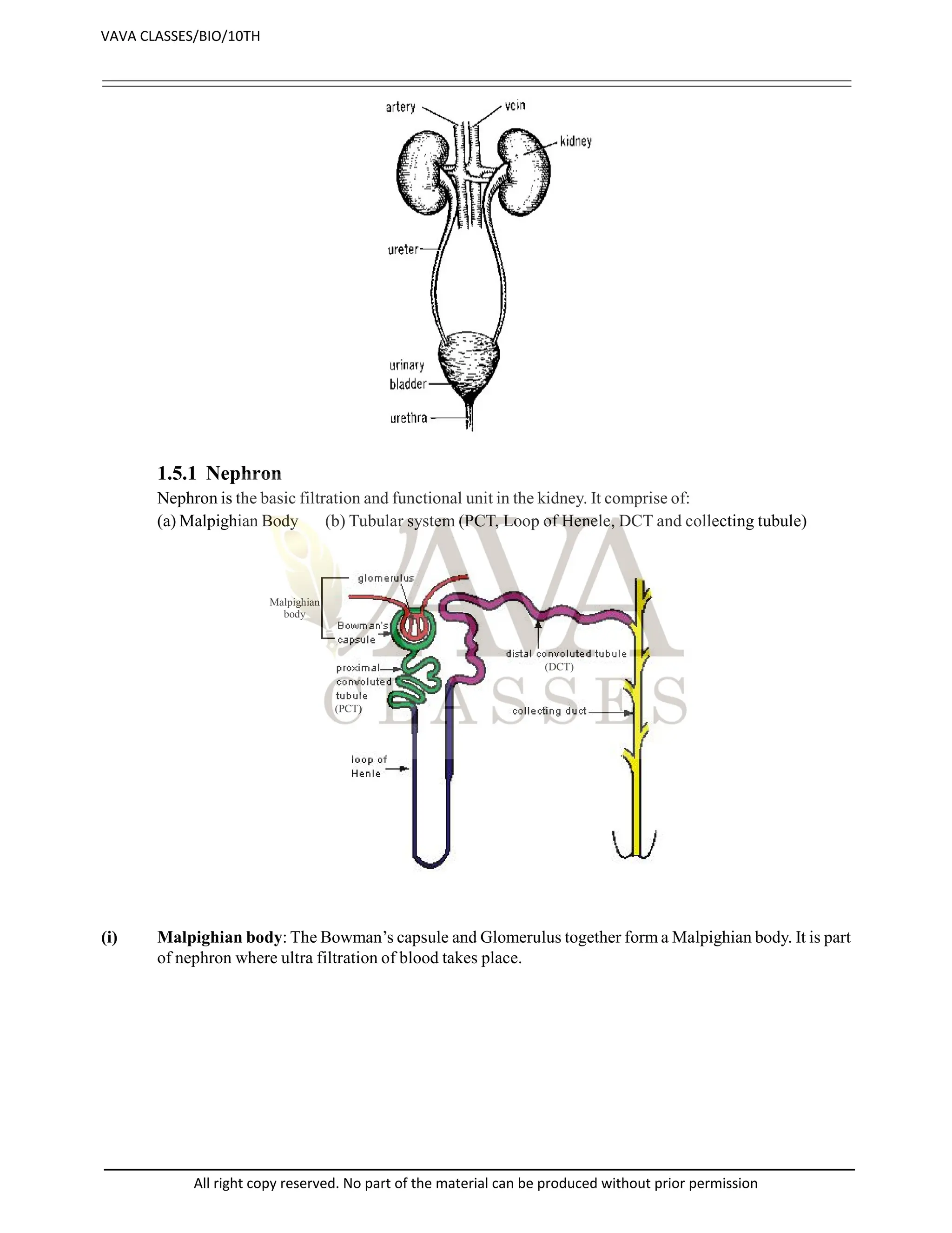 1.5.1 Nephron
Nephron is the basic filtration and functional unit in the kidney. It comprise of:
(a) Malpighian Body (b) Tubular system (PCT, Loop of Henele, DCT and collecting tubule)
Malpighian
body
(PCT)
(DCT)
(i) Malpighian body: The Bowman’s capsule and Glomerulus together form a Malpighian body. It is part
of nephron where ultra filtration of blood takes place.
VAVA CLASSES/BIO/10TH
All right copy reserved. No part of the material can be produced without prior permission
 