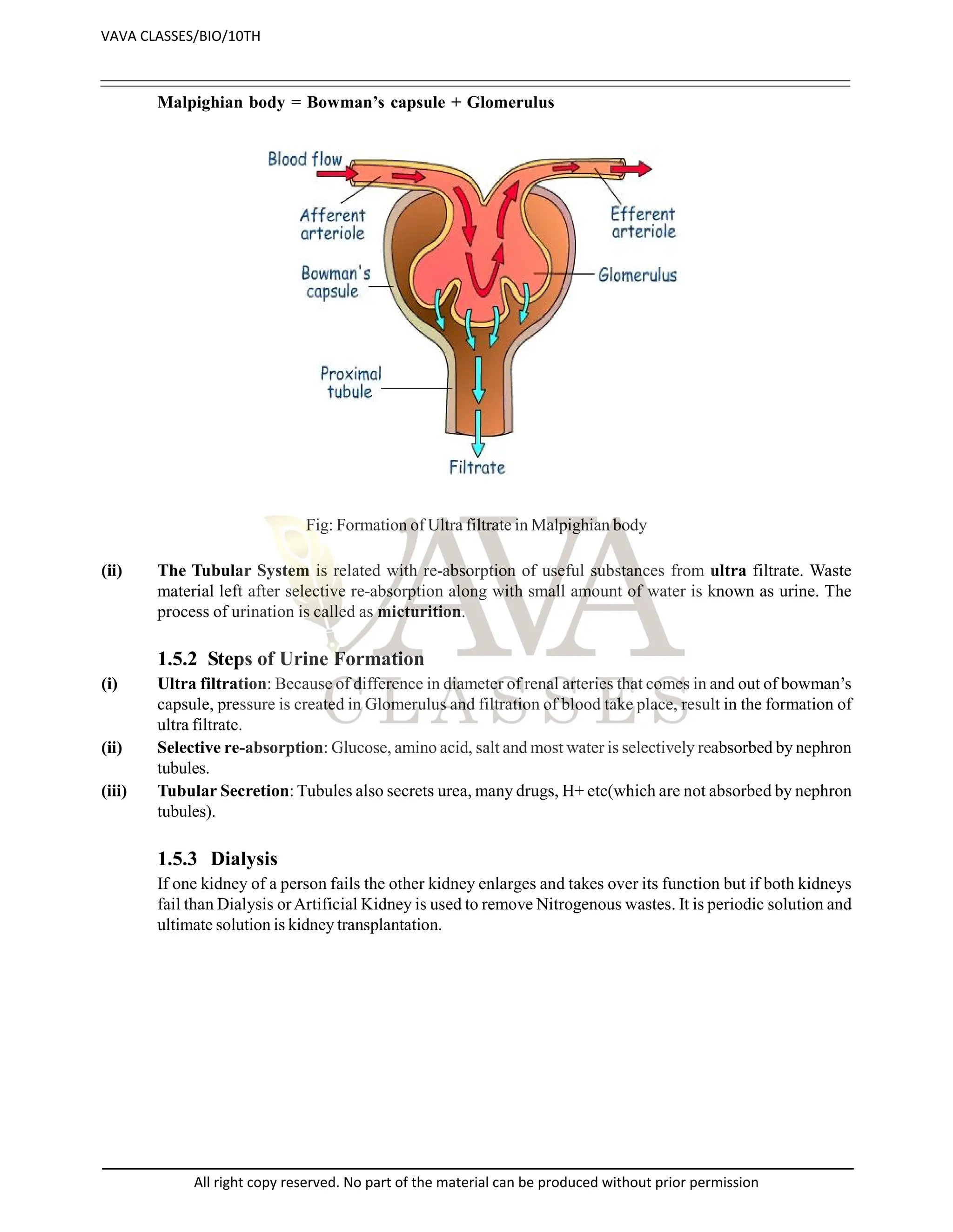 Malpighian body = Bowman’s capsule + Glomerulus
Fig: Formation of Ultra filtrate in Malpighian body
(ii) The Tubular System is related with re-absorption of useful substances from ultra filtrate. Waste
material left after selective re-absorption along with small amount of water is known as urine. The
process of urination is called as micturition.
1.5.2 Steps of Urine Formation
(i) Ultra filtration: Because of difference in diameter of renal arteries that comes in and out of bowman’s
capsule, pressure is created in Glomerulus and filtration of blood take place, result in the formation of
ultra filtrate.
(ii) Selective re-absorption: Glucose, amino acid, salt and most water is selectively reabsorbed by nephron
tubules.
(iii) Tubular Secretion: Tubules also secrets urea, many drugs, H+ etc(which are not absorbed by nephron
tubules).
1.5.3 Dialysis
If one kidney of a person fails the other kidney enlarges and takes over its function but if both kidneys
fail than Dialysis orArtificial Kidney is used to remove Nitrogenous wastes. It is periodic solution and
ultimate solution is kidney transplantation.
VAVA CLASSES/BIO/10TH
All right copy reserved. No part of the material can be produced without prior permission
 