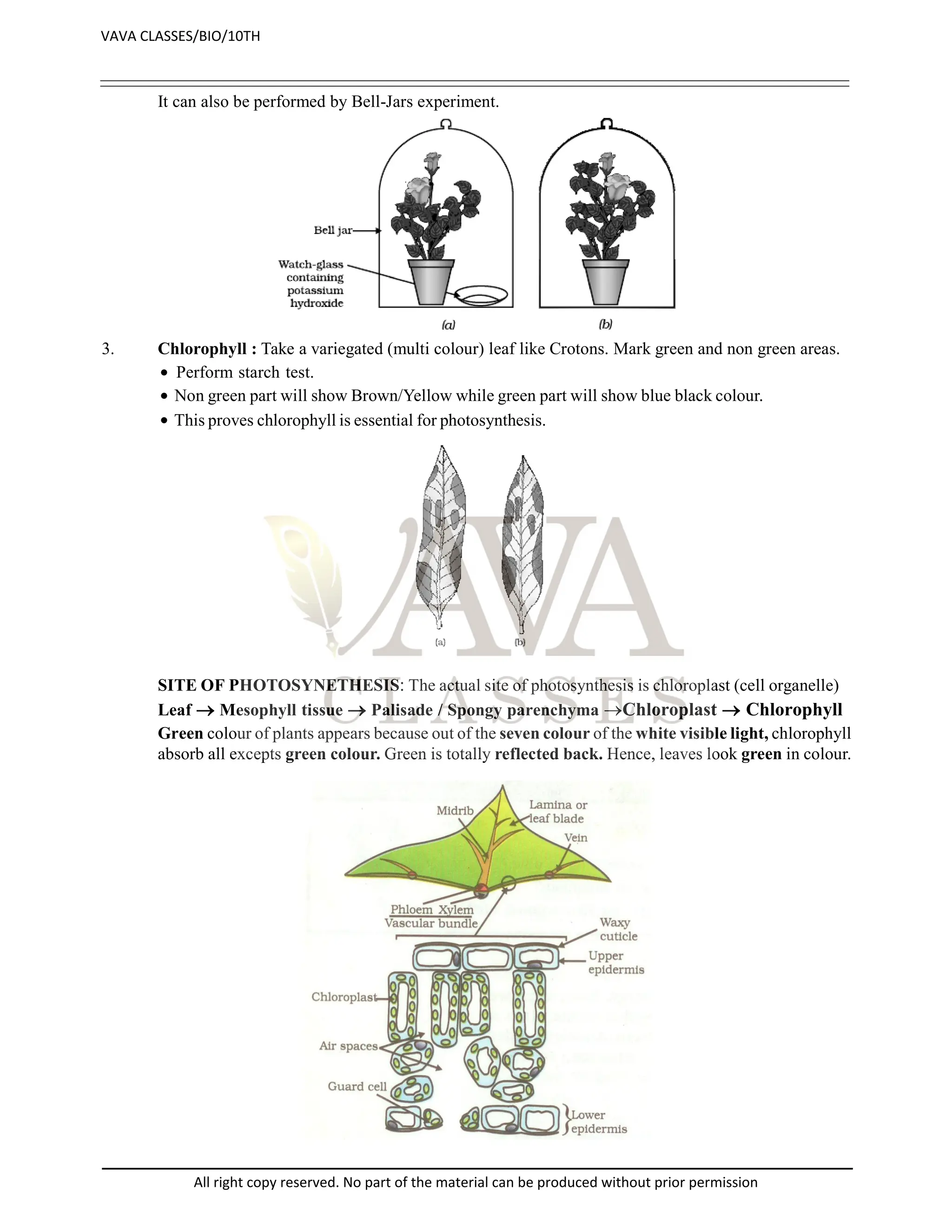 It can also be performed by Bell-Jars experiment.
3. Chlorophyll : Take a variegated (multi colour) leaf like Crotons. Mark green and non green areas.
 Perform starch test.
 Non green part will show Brown/Yellow while green part will show blue black colour.
.
 This proves chlorophyll is essential for photosynthesis.
SITE OF PHOTOSYNETHESIS The actual site of photosynthesis is chloroplast (cell organelle)
Leaf  Mesophyll tissue  Palisade / Spongy parenchyma Chloroplast  Chlorophyll
Green colour of plants appears because out of the seven colour of the white visible light, chlorophyll
absorb all excepts green colour. Green is totally reflected back. Hence, leaves look green in colour.
VAVA CLASSES/BIO/10TH
All right copy reserved. No part of the material can be produced without prior permission
 