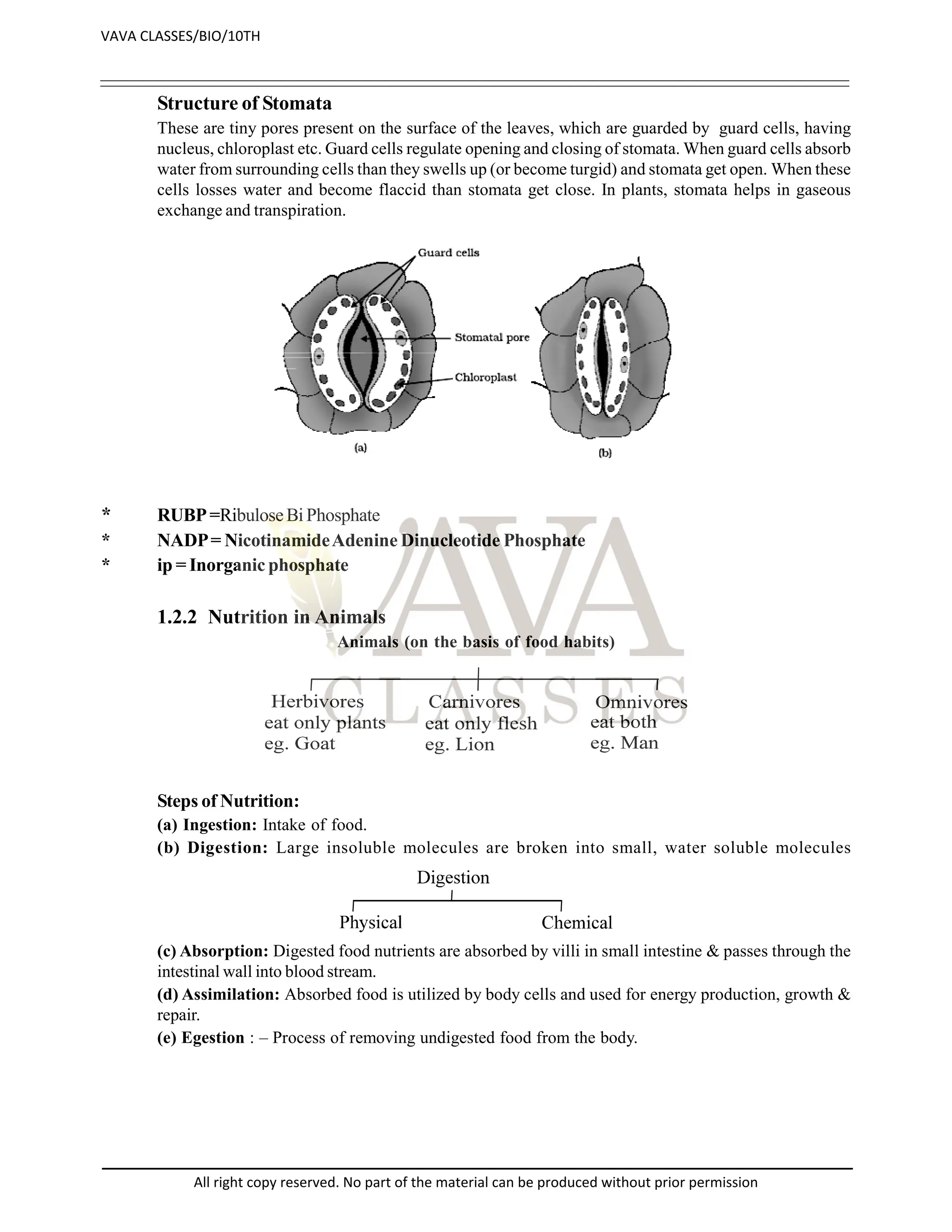 Structure of Stomata
These are tiny pores present on the surface of the leaves, which are guarded by guard cells, having
nucleus, chloroplast etc. Guard cells regulate opening and closing of stomata. When guard cells absorb
water from surrounding cells than they swells up (or become turgid) and stomata get open. When these
cells losses water and become flaccid than stomata get close. In plants, stomata helps in gaseous
exchange and transpiration.
* RUBP=RibuloseBi Phosphate
* NADP= NicotinamideAdenine Dinucleotide Phosphate
* ip = Inorganic phosphate
1.2.2 Nutrition in Animals
Animals (on the basis of food habits)
Steps of Nutrition:
(a) Ingestion: Intake of food.
(b) Digestion: Large insoluble molecules are broken into small, water soluble molecules
(c) Absorption: Digested food nutrients are absorbed by villi in small intestine & passes through the
intestinal wall into blood stream.
(d) Assimilation: Absorbed food is utilized by body cells and used for energy production, growth &
repair.
(e) Egestion : – Process of removing undigested food from the body.
VAVA CLASSES/BIO/10TH
All right copy reserved. No part of the material can be produced without prior permission
 