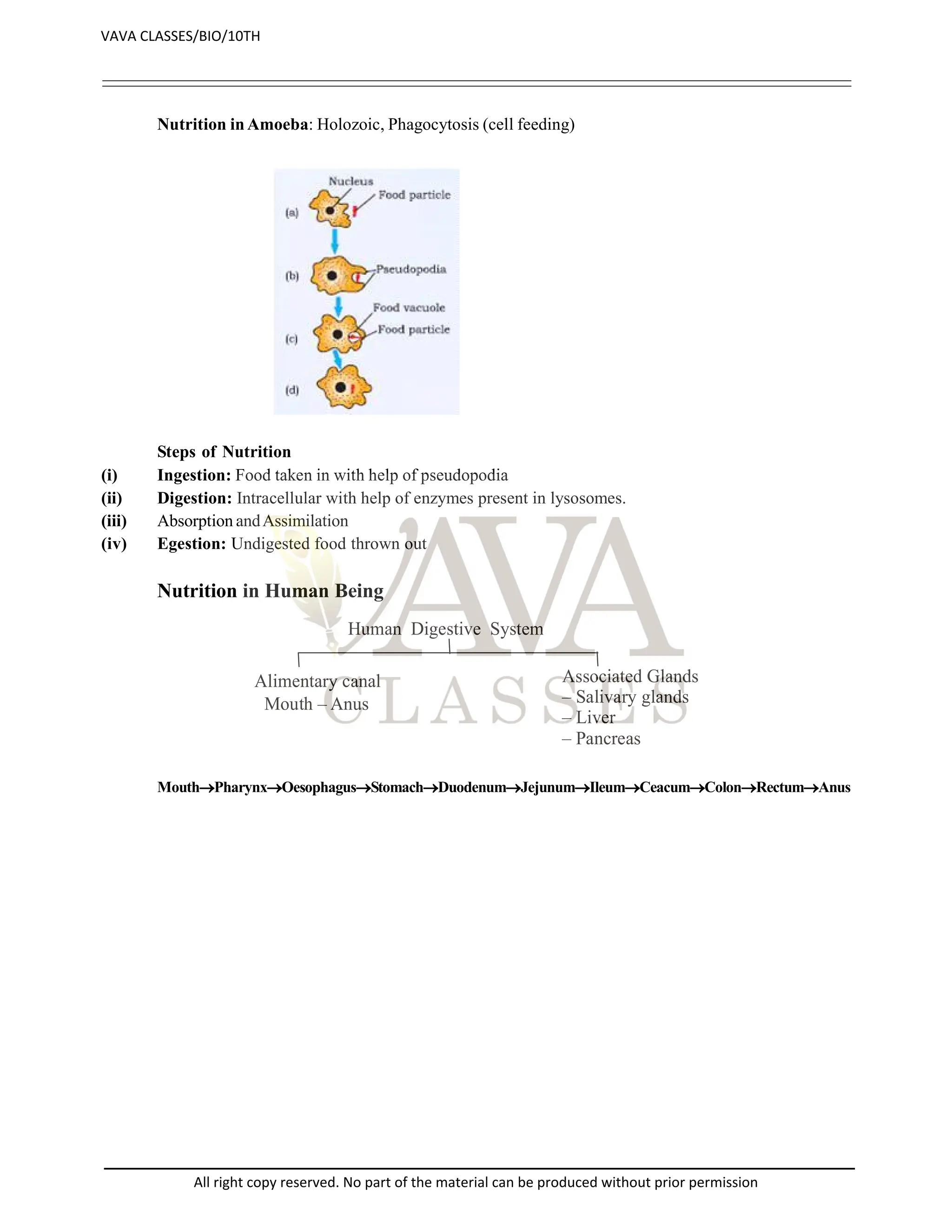 Nutrition in Amoeba: Holozoic, Phagocytosis (cell feeding)
Steps of Nutrition
(i) Ingestion: Food taken in with help of pseudopodia
(ii) Digestion: Intracellular with help of enzymes present in lysosomes.
(iii) Absorption andAssimilation
(iv) Egestion: Undigested food thrown out
Nutrition in Human Being
Human Digestive System
Alimentary canal Associated Glands
– Salivary glands
– Liver
– Pancreas
Mouth – Anus
MouthPharynxOesophagusStomachDuodenumJejunumIleumCeacumColonRectumAnus
VAVA CLASSES/BIO/10TH
All right copy reserved. No part of the material can be produced without prior permission
 