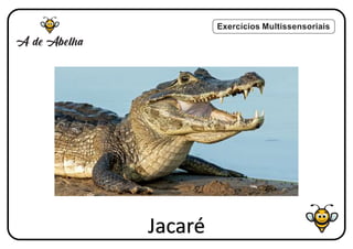 Exercícios Multissensoriais
Jacaré
 