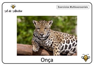 Exercícios Multissensoriais
Onça
 