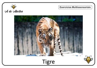 Exercícios Multissensoriais
Tigre
 