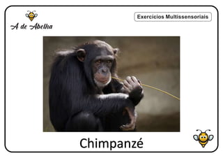 Exercícios Multissensoriais
Chimpanzé
 