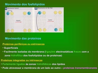 Movimento dos fosfolípidos Movimento das proteínas Proteínas periféricas ou extrínsecas Superficiais Facilmente isoladas da membrana ( ligações  electrostáticas  fracas  com a  zona  hidrofílica  dos fosfolípidos ou de proteínas) Proteínas integradas ou intrínsecas Fortemente ligadas  às zonas  hidrofóbicas  dos lípidos Pode atravessar a membrana de um lado ao outro –  proteínas transmembranares 