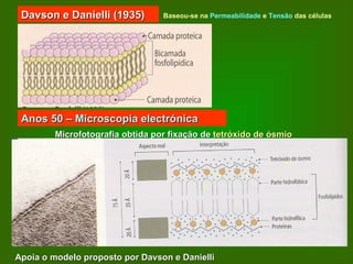 Davson e Danielli (1935) Anos 50 – Microscopia electrónica Microfotografia obtida por fixação de  tetróxido de ósmio Apoia o modelo proposto por Davson e Danielli Baseou-se na  Permeabilidade  e  Tensão  das células 