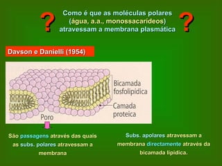Como é que as moléculas polares ( água, a.a., monossacarídeos )  atravessam a membrana plasmática ? ? Davson e Danielli (1954) São  passagens  através das quais as  subs. polares  atravessam a membrana Subs. apolares  atravessam a membrana  directamente  através da bicamada lípidica. 