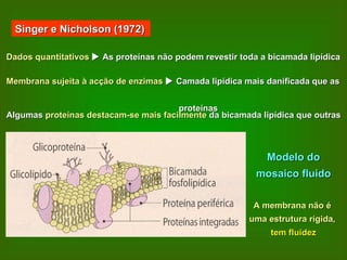 Singer e Nicholson (1972) Dados quantitativos     As proteínas não podem revestir toda a bicamada lipídica Membrana sujeita à acção de enzimas     Camada lipídica mais danificada que as  proteínas Algumas  proteínas destacam-se mais facilmente  da bicamada lipídica que outras Modelo do mosaico fluido A membrana não é  uma estrutura rígida,  tem fluidez 