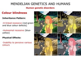 MENDELIAN GENETICS AND HUMANS
                        Human genetic disorders

Colour blindness
Inheritance Pattern:

-X-linked recessive (red-green
and blue colour defects)

-Autosomal recessive (blue-
yellow)

Physical Effects:

-Inability to perceive various
colours
 