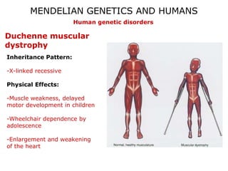 MENDELIAN GENETICS AND HUMANS
                       Human genetic disorders

Duchenne muscular
dystrophy
Inheritance Pattern:

-X-linked recessive

Physical Effects:

-Muscle weakness, delayed
motor development in children

-Wheelchair dependence by
adolescence

-Enlargement and weakening
of the heart
 