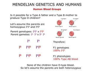 MENDELIAN GENETICS AND HUMANS
                      Human Blood Groups

Is it possible for a Type A father and a Type B mother to
produce Type O children?

Let’s assume the parents are
homozygous IAIA and IBIB
Parent genotypes: IAIA x IBIB
Parent gametes: IA IA x IB IB

              IA        IA          Therefore:

       IB    I AI B    I AI B       F1 genotypes
                                    100% IAIB

       IB    I AI B    I AI B       F1 phenotypes
                                    100% Type AB blood

              None of the children have O-type blood.
        So let’s assume the parents are both heterozygous
 