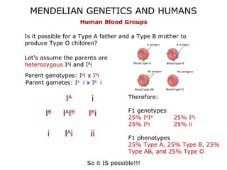 MENDELIAN GENETICS AND HUMANS
                      Human Blood Groups

Is it possible for a Type A father and a Type B mother to
produce Type O children?

Let’s assume the parents are
heterozygous IAi and IBi
Parent genotypes: IAi x IBi
Parent gametes: IA i x IB i

              IA         i            Therefore:

                                      F1 genotypes
       IB    I AI B     I Bi          25% IAIB       25% IAi
                                      25% IBi        25% ii
        i     I Ai      ii            F1 phenotypes
                                      25% Type A, 25% Type B, 25%
                                      Type AB, and 25% Type O

                       So it IS possible!!!
 
