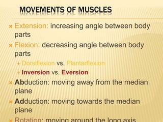 05 Muscular System.ppt222222222222222222 | PPT