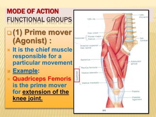05 Muscular System.ppt222222222222222222 | PPT