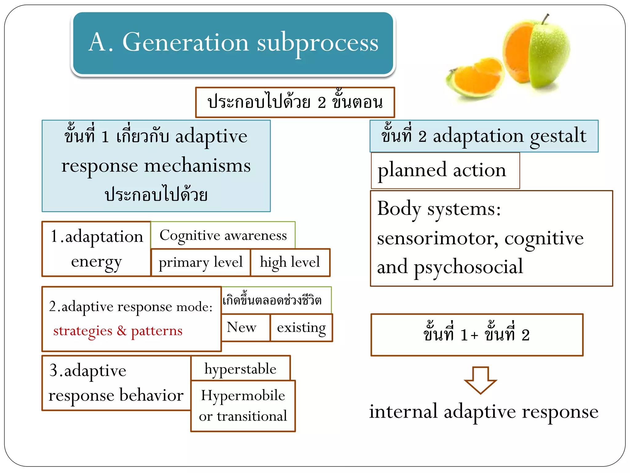 A. Generation subprocess
ประกอบไปด้วย 2 ขั้นตอน
เกิดขึ้นตลอดช่วงชีวิต
New existing
ขั้นที่ 1 เกี่ยวกับ adaptive
response mechanisms
ประกอบไปด้วย
1.adaptation
energy
2.adaptive response mode:
strategies & patterns
3.adaptive
response behavior
Cognitive awareness
primary level high level
hyperstable
Hypermobile
or transitional
ขั้นที่ 2 adaptation gestalt
planned action
Body systems:
sensorimotor, cognitive
and psychosocial
ขั้นที่ 1+ ขั้นที่ 2
internal adaptive response
 