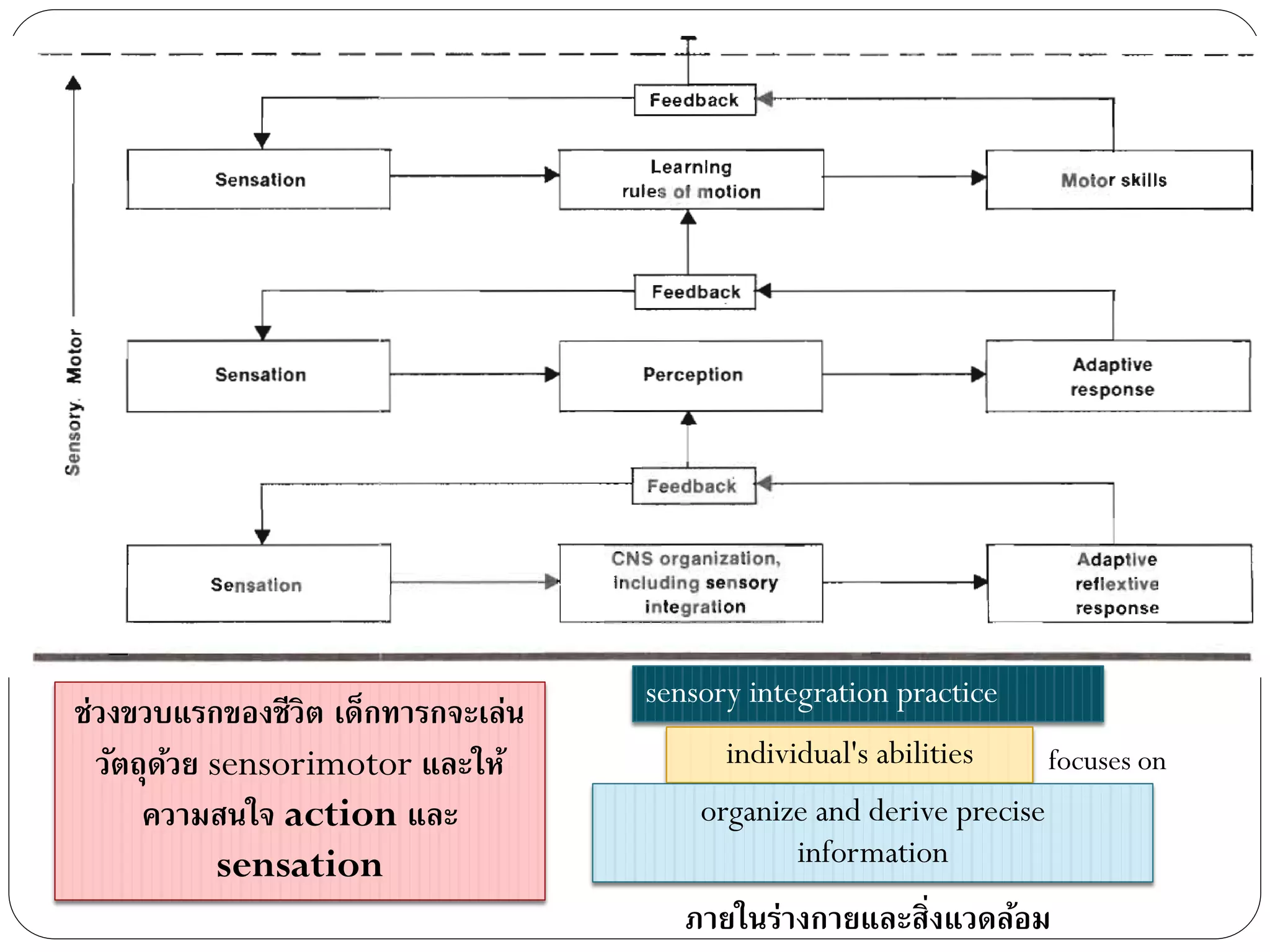 sensory integration practice
individual's abilities focuses on
organize and derive precise
information
ภายในร่างกายและสิ่งแวดล้อม
ช่วงขวบแรกของชีวิต เด็กทารกจะเล่น
วัตถุด้วย sensorimotor และให้
ความสนใจ action และ
sensation
 