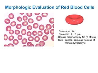 Morphologic Evaluation of Red Blood Cells
Biconcave disc
Diameter : 7 ~ 8 μm
Central pallor occupy 1/3 rd of total
Size : approx. same as nucleus of
mature lymphocyte
 