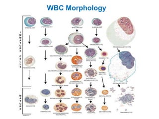 WBC Morphology
 