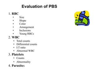 1. RBC
• Size
• Shape
• Color
• Arrangement
• Inclusions
• Young RBCs
2. WBC
• Total counts
• Differential counts
• I:T ratio
• Abnormal WBC
3. Platelets
• Counts
• Abnormality
4. Parasites
Evaluation of PBS
 